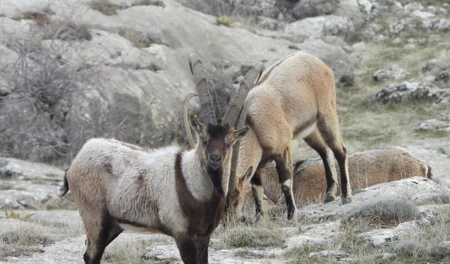 Köyceğiz'de 11 yaban keçisinin avlanması için ihale yapılacak