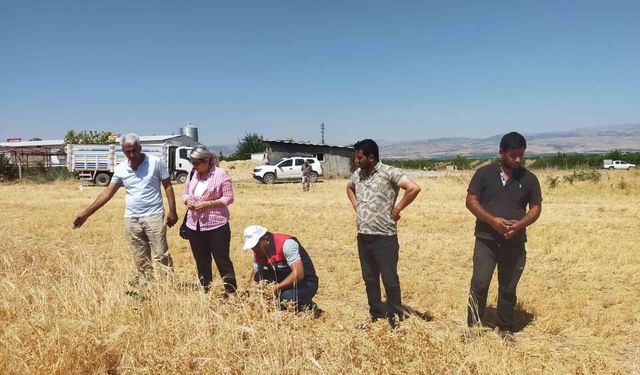 Malatya'da 500 ton nohut rekoltesi bekleniyor