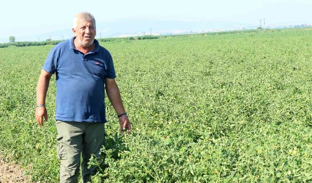 Manyas Gölü'nden gelen ilaçlı su sorununa üretici çözüm bekliyor