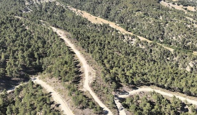 Orman köylülerine endüstriyel odundan 1 milyar TL'lik katkı