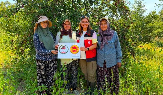 Şaphane vişnesi için tescil çalışmaları sürüyor