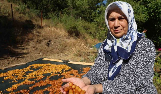 Satılamayan kirazlar kurutularak kışlık çereze dönüştürülüyor