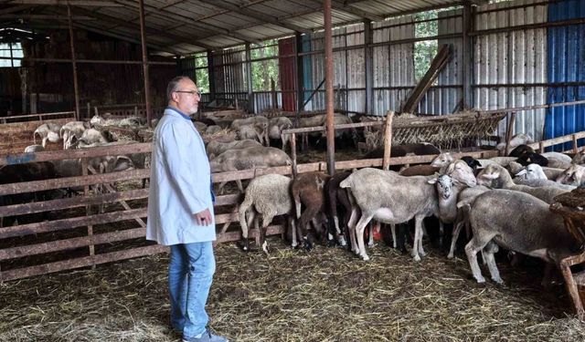 Süt kalitesi ve hayvan sağlığı güvence altında