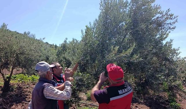 Akhisar'da zeytin üreticilerine hastalık ve zararlı uyarısı
