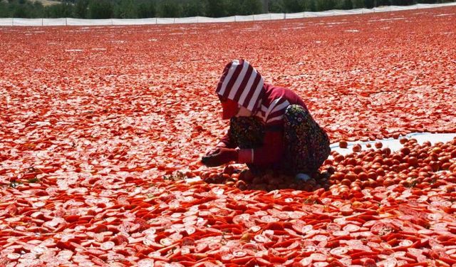 Domatesler güneşle buluştu, Gediz Ovası kırmızıya büründü