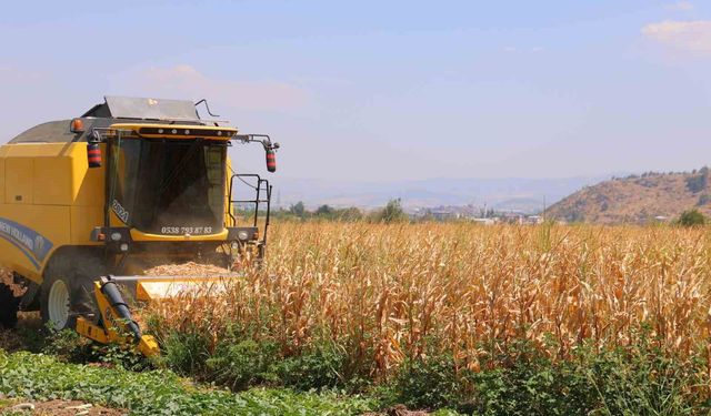 Kahramanmaraş'ta mısır hasadı başladı