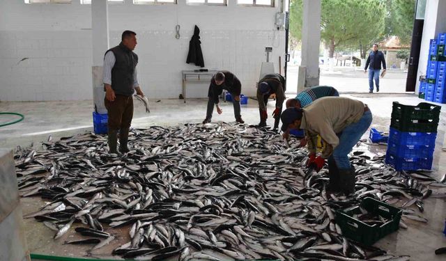 Muğla'nın ihracatında su ürünleri, zeytin ve madencilik öne çıkıyor