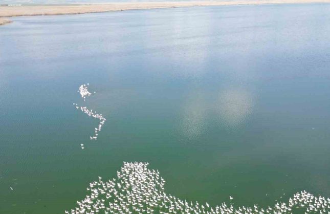Flamingolar doğanın bahara uyanışını müjdeledi