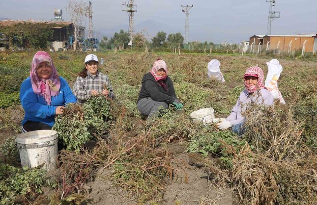 Kuraklığın rekolteyi etkilediği yer fıstığında hasat başladı