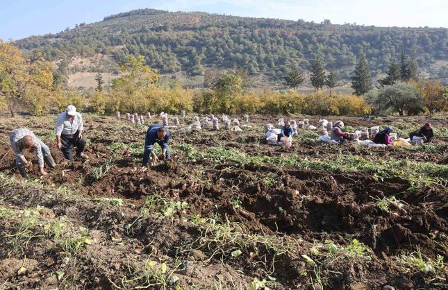 Kuraklık nedeniyle verimin yarı yarıya düştüğü tatlı patateste son hasat yapıldı