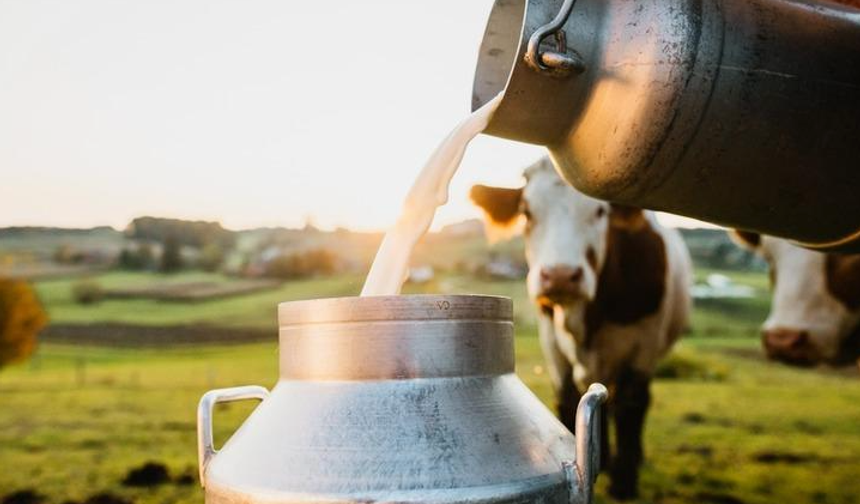 Ticari süt işletmelerince 874 bin 193 ton inek sütü toplandı