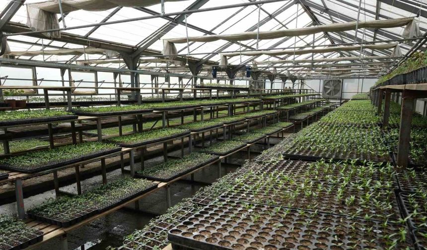 Bolu’da 200 bin adet yerli fide desteği