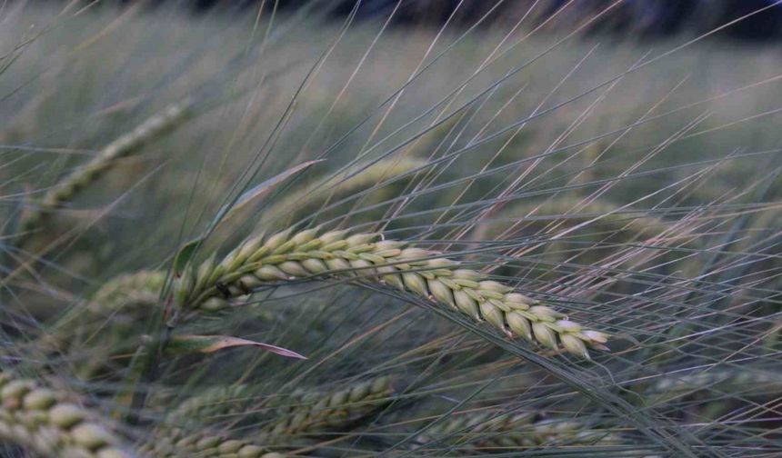 Buğday rekoltesine ilişkin ilk tahmin Hububat Kongresi’nde yapıldı