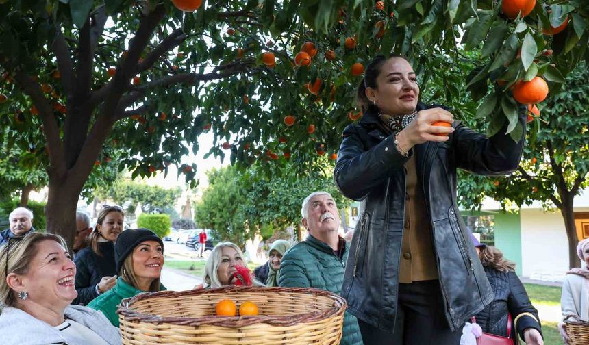 Antalya'nın turunçları Korkuteli'nden sofralara uzanıyor