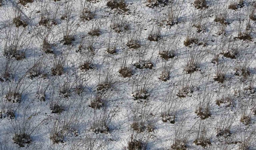Karadeniz'deki kar yağışı, fındık ve diğer tarım ürünlerine yaradı