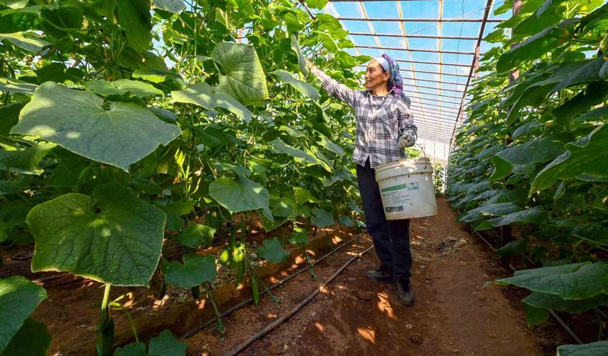 Mersin'de hıyar fidesi desteği Aydıncık'ta hasada dönüştü