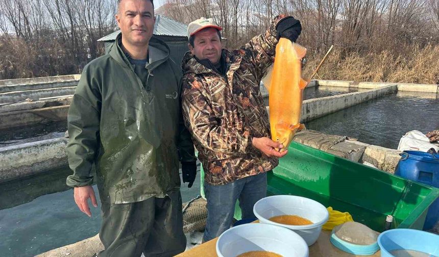 Van'da binlerce ton kapasiteli tesislerde alabalık sağımı başladı
