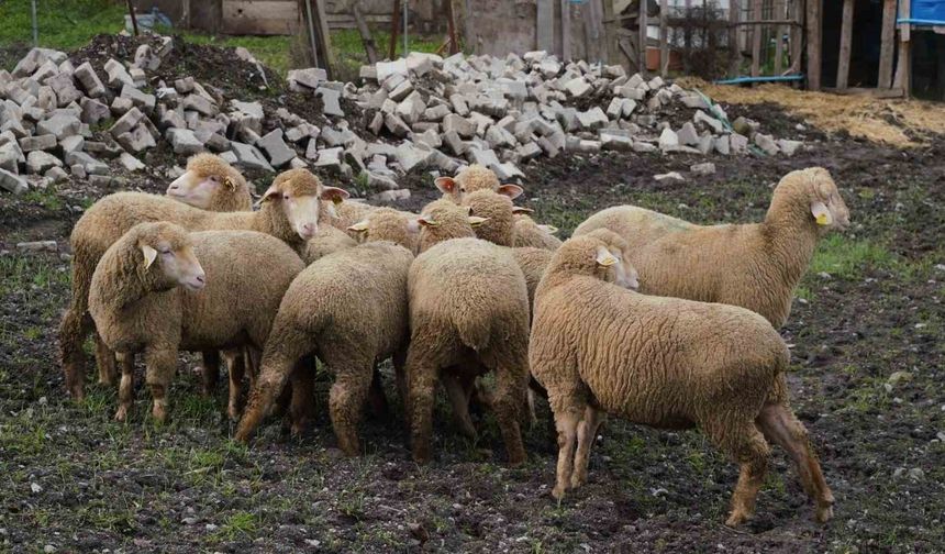Balıkesir çiftçisine yüzde 100 hibeli damızlık desteği