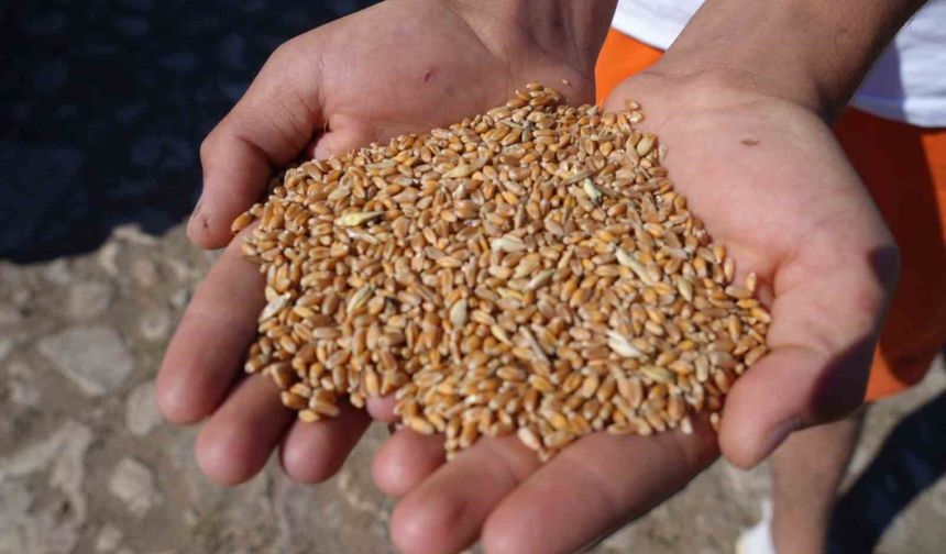 Bayburt'ta 2 bin 570 işletmeye 67 bin 294 çuval yem desteği verilecek