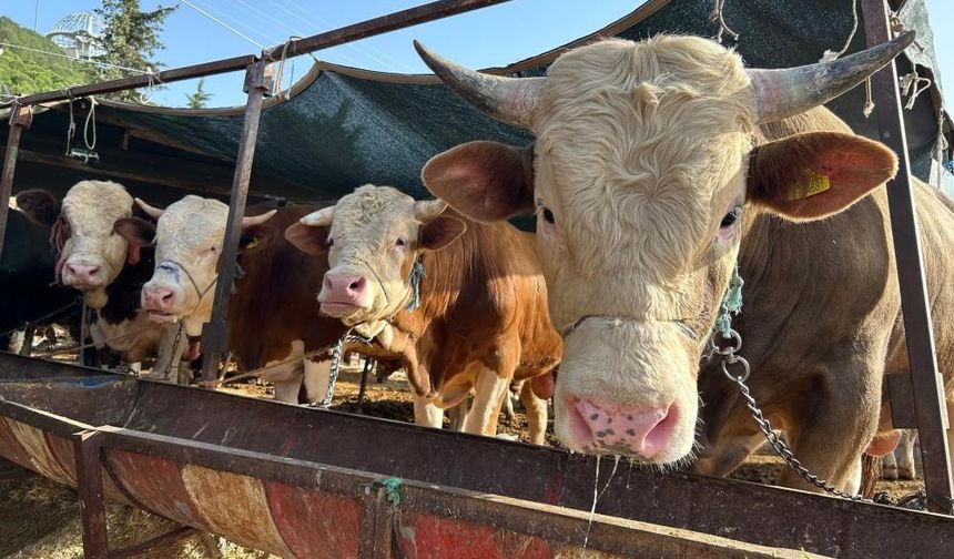 Besilik hayvan ithalatı başvuruları 12 Ocak'ta başlıyor