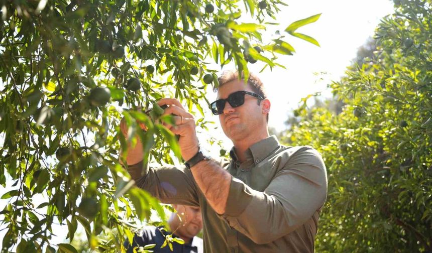 Bodrum Mandalini Türkiye'nin dört bir yanına ulaşıyor