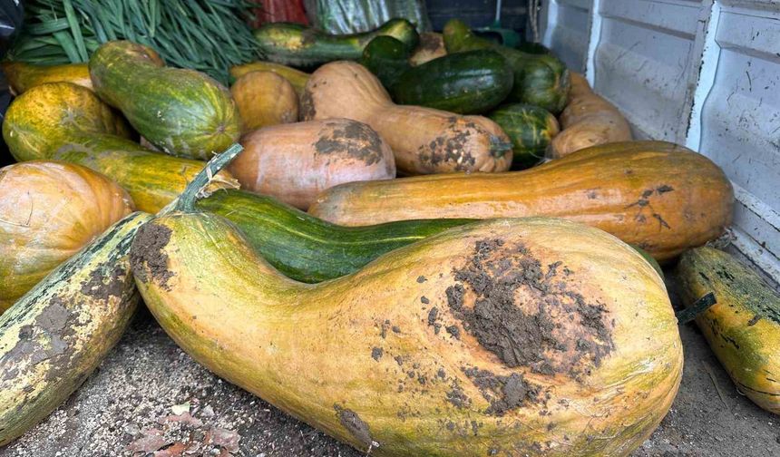 Osmangazi'de 30 kilogramlık Kıbrıs bal kabağı yetiştirildi