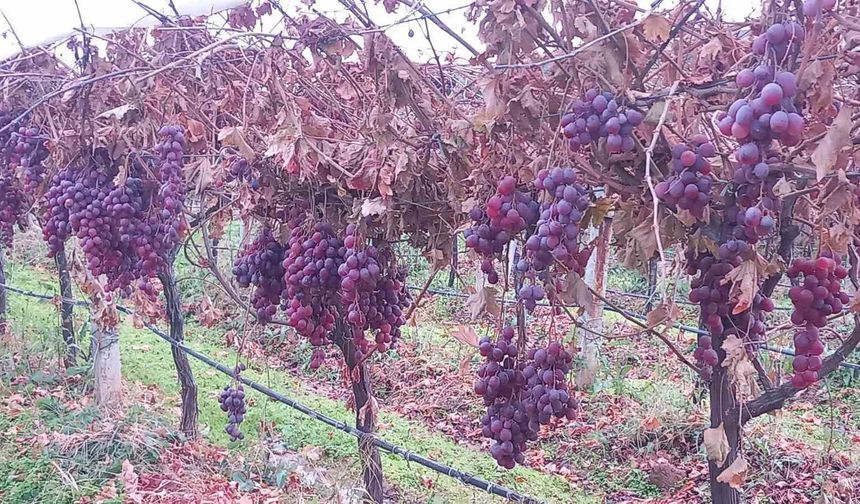 Sarıgöl'de 2025 yılı üzümleri dalında bekletip 2026'nın ilk günü hediye etti