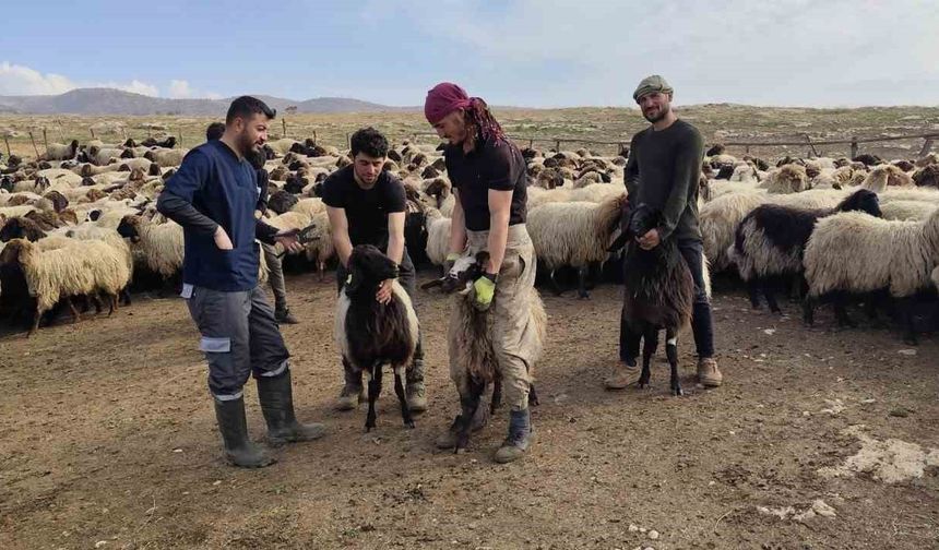 Şırnak'ta hayvancılığa 2025'te güçlü dokunuş