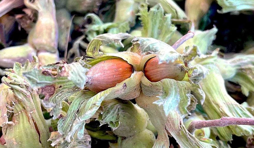 Uludağ'ın fındığı destek bekliyor