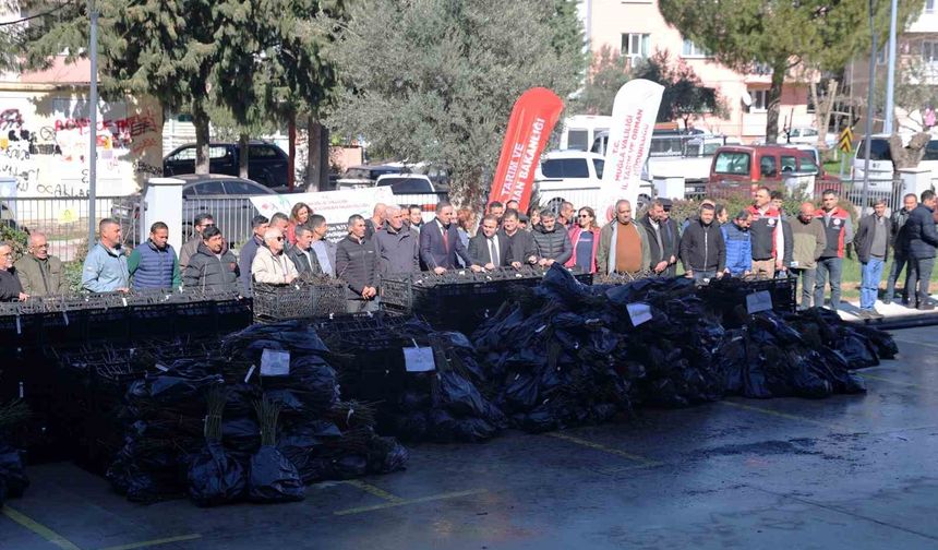 50 bin adet üzümsü fidan dağıtıldı
