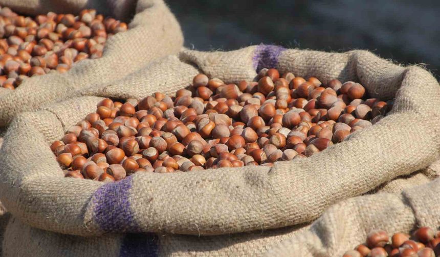 Akça: 'Fındıkta tekelci yapının manipülasyonu bitmek üzere'