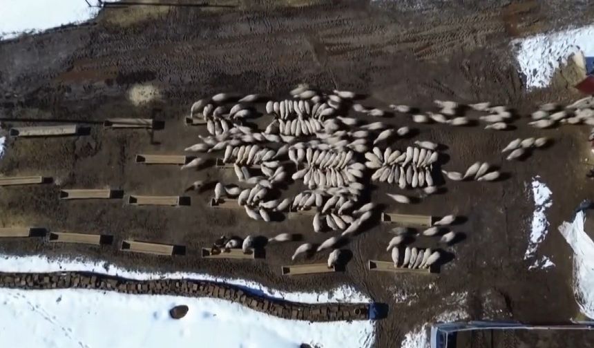 Bayburt'ta 50 milyon liralık yem desteği 2 bin 601 işletmeye ulaştı