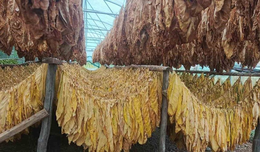 Bilecik'te tütün ve ipekböceği için ilk adım atıldı