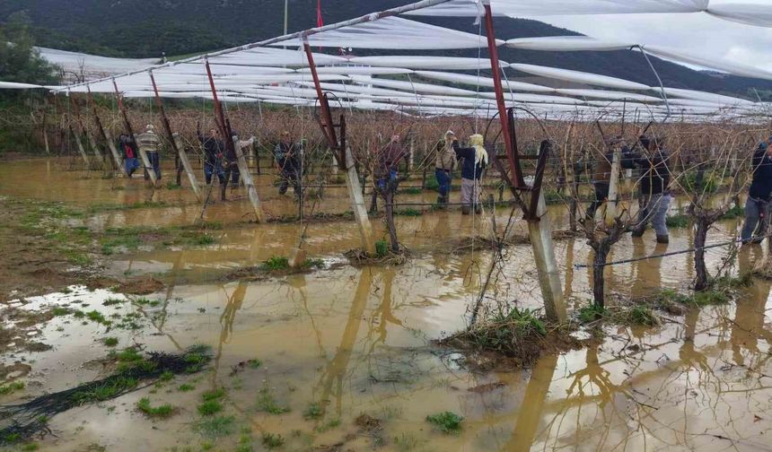 Göle dönen bağlarda budama mücadelesi