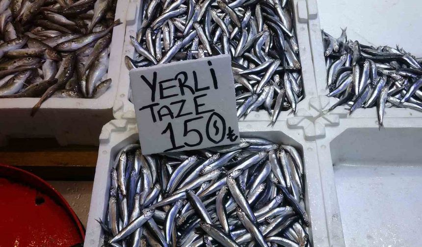 Hamsi bu defa şaşırttı: Tezgahlar yeniden şenlendi