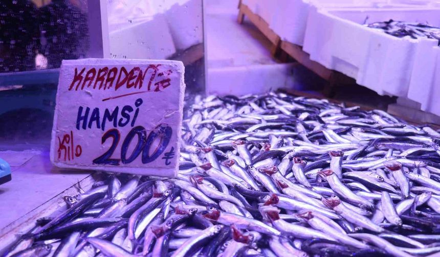 Hamsi tezgahlardaki tahtına yeniden oturdu