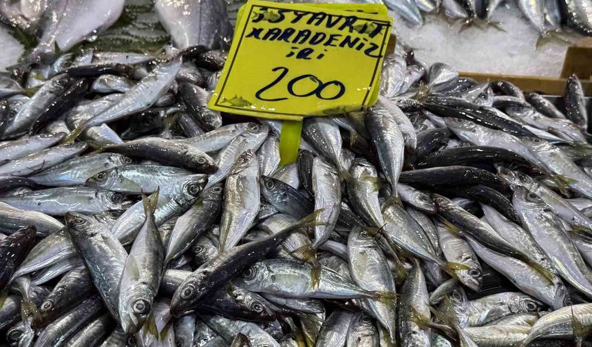 Kocaeli'de balık tezgahlarındaki son durum