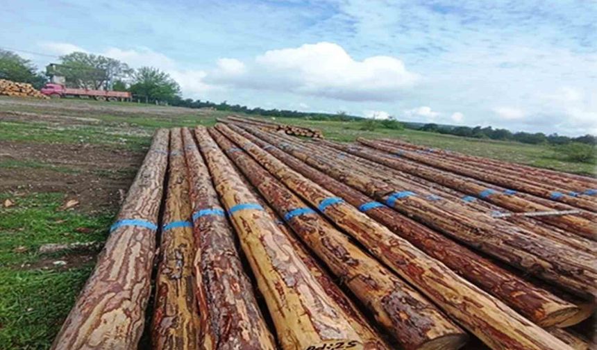 Samsun'da orman üretiminden 1,7 milyar TL katkı
