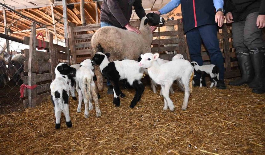 Tarım teşkilatı koyunu 9 doğuran besiciyi ziyaret etti