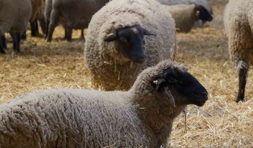 Yılların Merinos Koyunu'na yeni etçil rakip geldi: Bandırma Koyunu