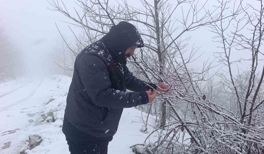 Kar altında kalan fındık bahçeleri, üreticileri tedirgin ediyor