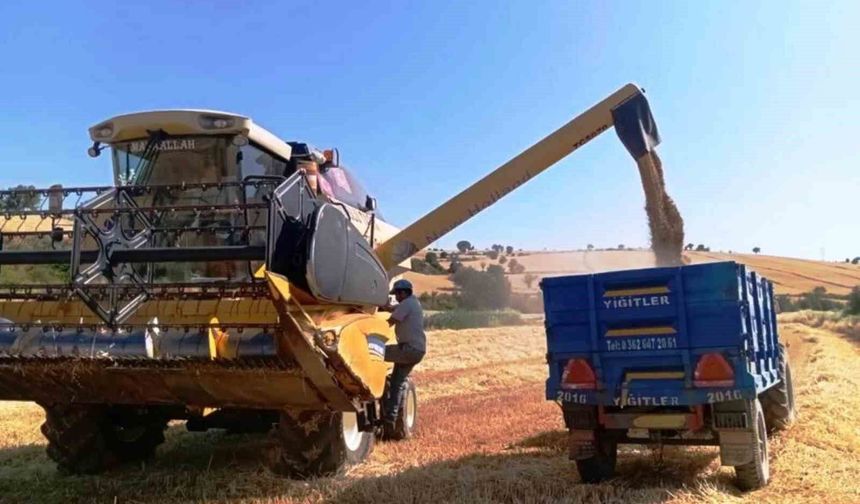 Türkiye'nin yem bitkisi ihtiyacını Samsun karşılıyor