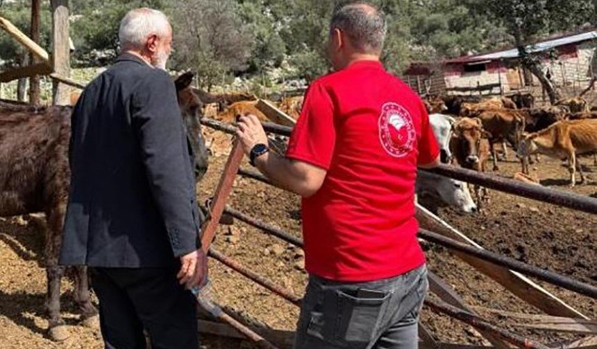 Adana'da 'Güney Sarısı' bereketi: Yerli ırk üreticinin yüzünü güldürüyor