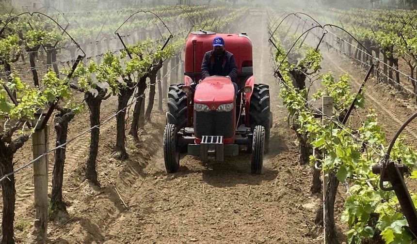 Alaşehir'de '3K Bağcılık' ile kalıntısız üretim başladı