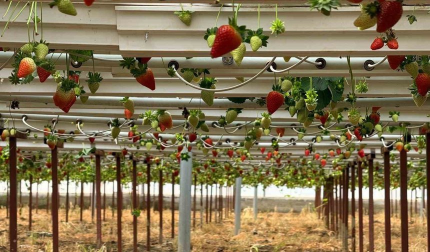 Almanya'da eğitim aldı, Türkiye'de 'topraksız' başarıyı yakaladı: Hedef 100 ton çilek