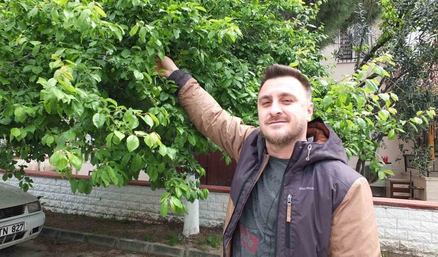 Balıkesir'de ilk erik hasadı yapıldı