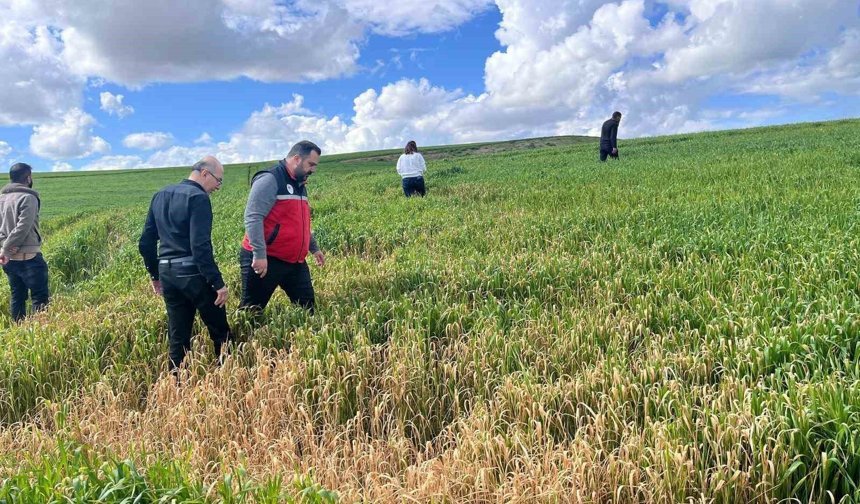 Batman'da çiftçilere 'yanlış ilaçlama' uyarısı