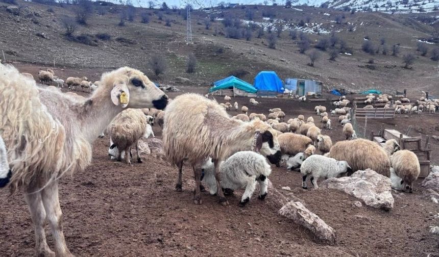 Bayburt'ta küçükbaş hayvancılığa destek başvuruları sürüyor
