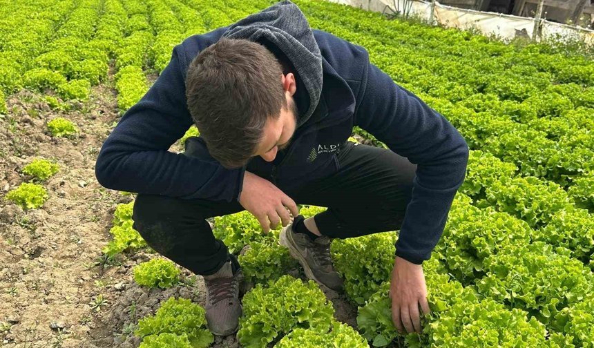Bu sefer tarladan güzel haber geldi...35 liraya tarladan satılan marul yüzleri güldürdü
