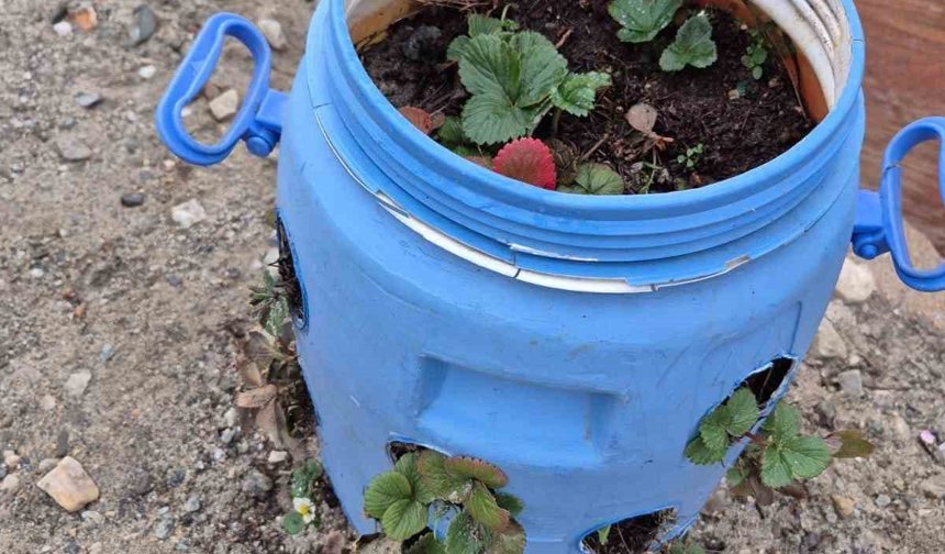 Buldanlı üreticiler atık malzemeleri tarımda değerlendiriyor